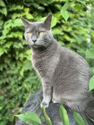 Lost Male Cat last seen Long Rd, New Haven, IN 46774