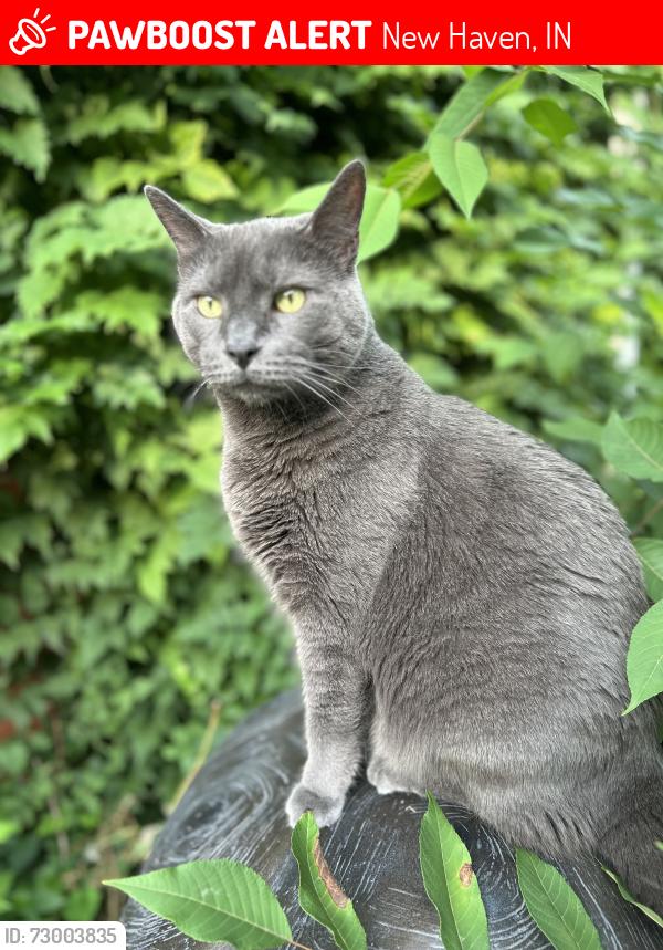 Lost Male Cat last seen Long Rd, New Haven, IN 46774