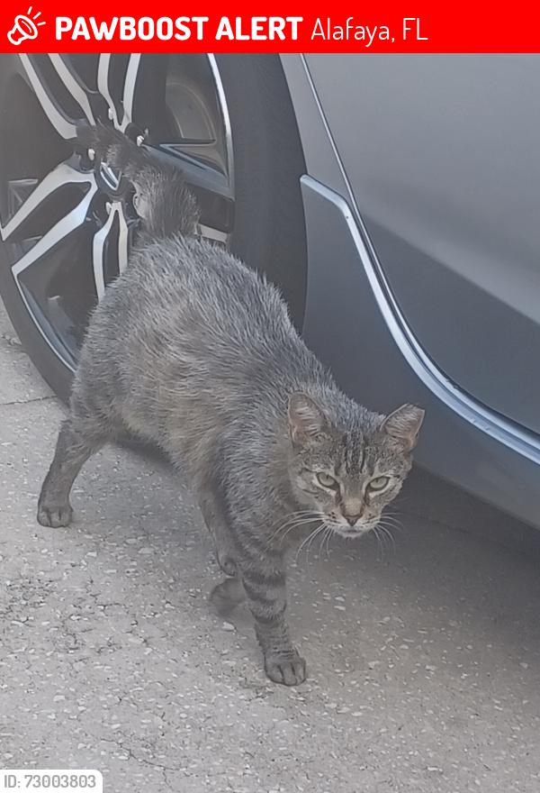 Lost Male Cat last seen Rouse Rd and E. Colonial Dr, Orlando, FL 32825