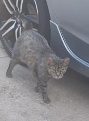 Lost Male Cat last seen Rouse Rd and E. Colonial Dr, Orlando, FL 32825