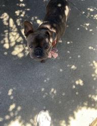 Reunited Female Dog last seen Brook Way, San Pablo, CA 94806, USA, San Pablo, CA 94806