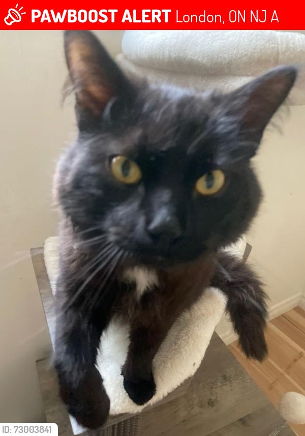 Lost Male Cat last seen Near commissioners rd w and topping lane, London, ON N6J 4A5