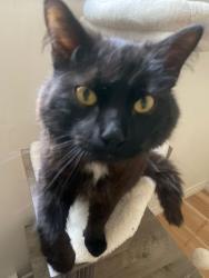 Lost Male Cat last seen Near commissioners rd w and topping lane, London, ON N6J 4A5