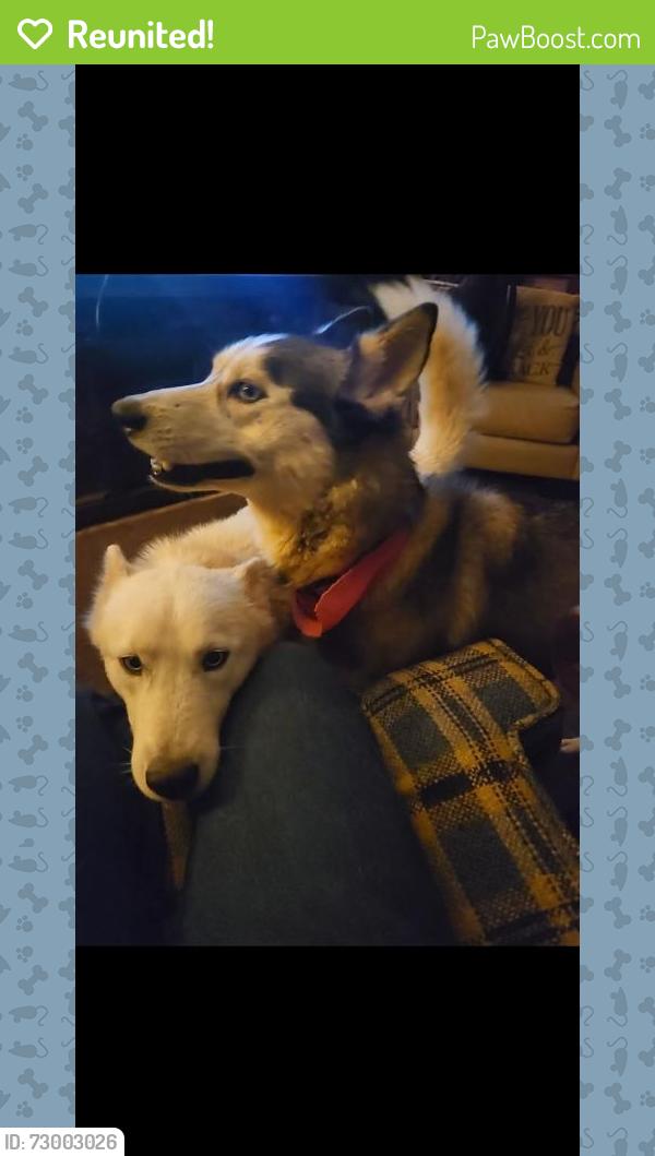 Reunited Female Dog last seen Huffine mill rd, Gibsonville, NC 27249