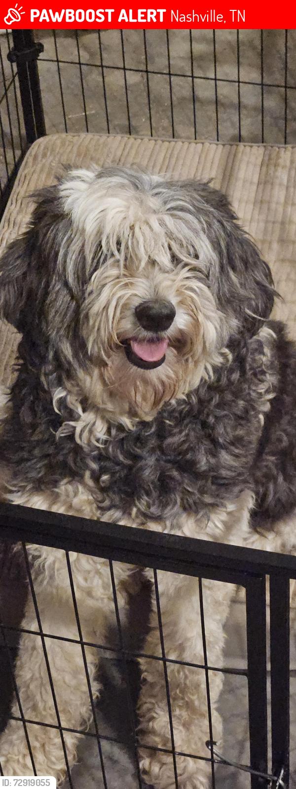 Lost Female Dog last seen Lightwood Drive Cane Ridge, Nashville, TN 37013