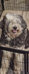 Lost Female Dog last seen Lightwood Drive Cane Ridge, Nashville, TN 37013