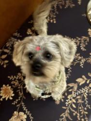 Reunited Male Dog last seen Hartsoe Rd, Winston-Salem, NC 27107