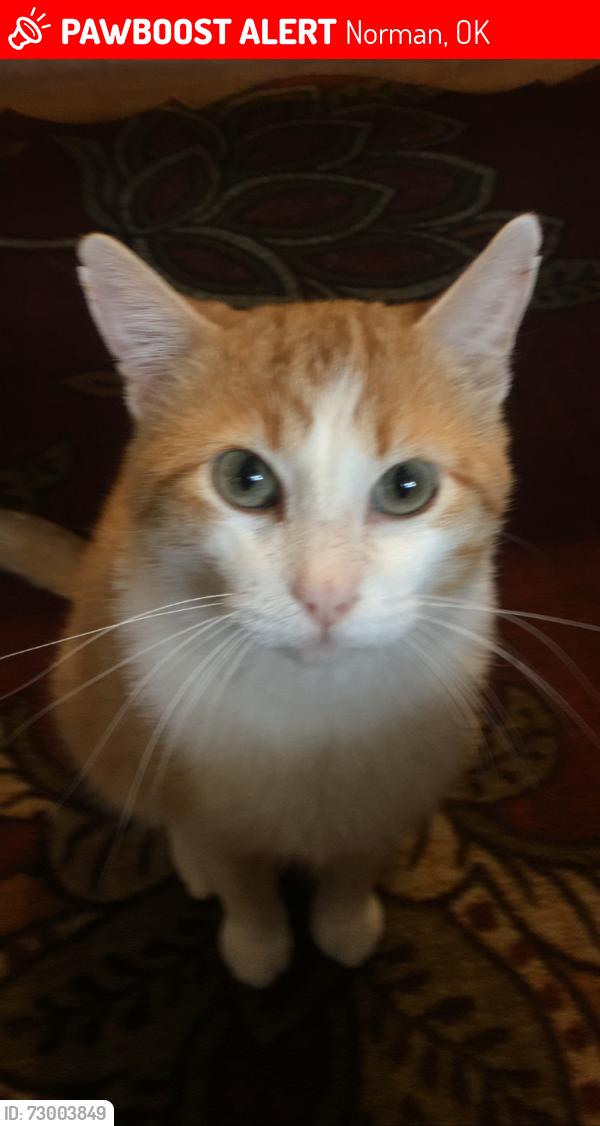 Lost Male Cat last seen Alameda St., W. Boyd St. , Norman, OK 73071