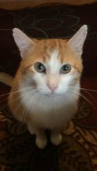 Lost Male Cat last seen Alameda St., W. Boyd St. , Norman, OK 73071