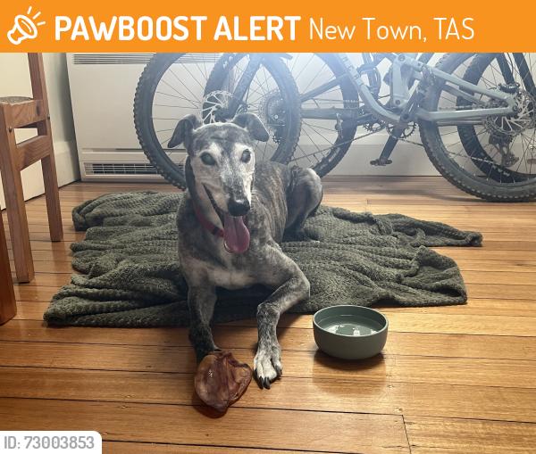 Found/Stray Male Dog last seen Mercer street , New Town, TAS 7008