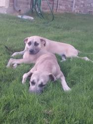 Lost Female Dog last seen Indian Hawthorn Dr. Glenn Heights, Tx, Glenn Heights, TX 75154