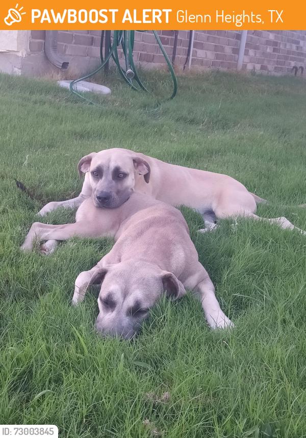 Lost Female Dog last seen Indian Hawthorn Dr. Glenn Heights, Tx, Glenn Heights, TX 75154