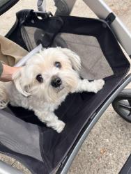 Reunited Unknown Dog last seen 18th and lake street , San Francisco, CA 94121