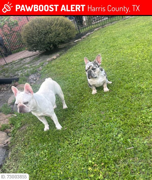 Lost Male Dog last seen Timber forest humble tx , Harris County, TX 77346