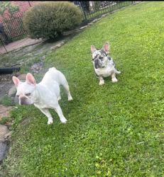 Lost Male Dog last seen Timber forest humble tx , Harris County, TX 77346