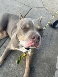 Lost Male Dog last seen At Kelly market store on east Jefferson st , Rockford, IL 61104