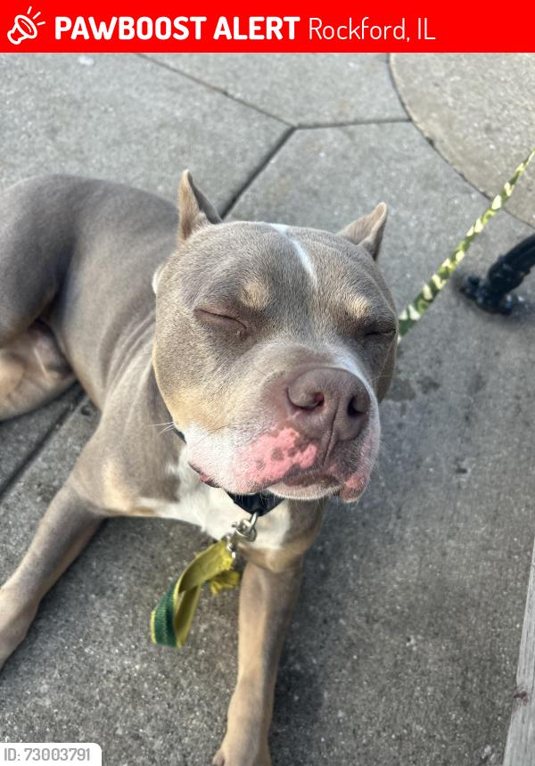 Lost Male Dog last seen At Kelly market store on east Jefferson st , Rockford, IL 61104