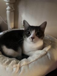Lost Female Cat last seen 76th & Lowell, Westminster, CO 80030