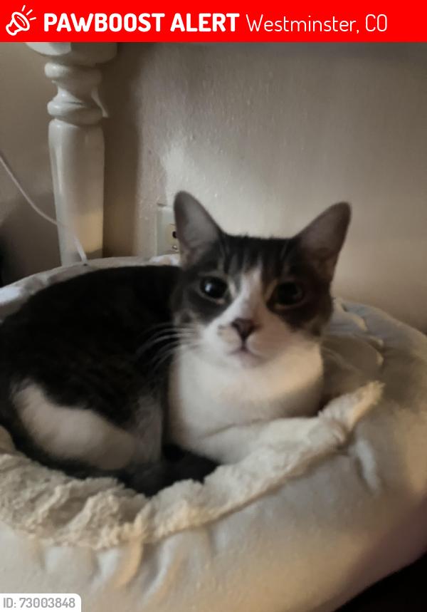 Lost Female Cat last seen 76th & Lowell, Westminster, CO 80030
