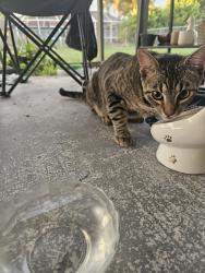 Reunited Male Cat last seen Skyline Blvd Cape Coral , Cape Coral, FL 33914