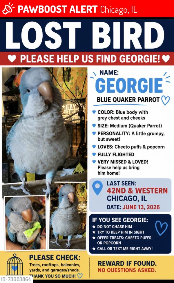 Lost Unknown Bird last seen 42nd and Western Blvd, Chicago, IL 60609