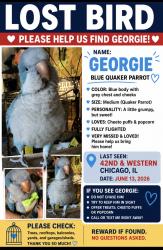 Lost Unknown Bird last seen 42nd and Western Blvd, Chicago, IL 60609