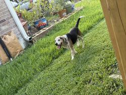 Found/Stray Male Dog last seen Granite mountain trail, Houston, TX 77049