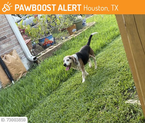 Found/Stray Male Dog last seen Granite mountain trail, Houston, TX 77049