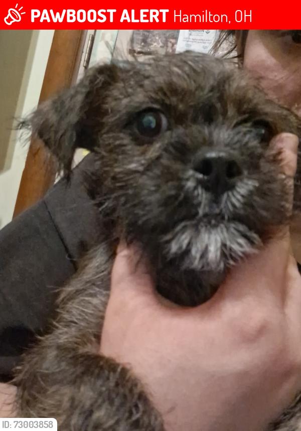 Lost Male Dog last seen Fairview ave Hamilton ohio , Hamilton, OH 45015