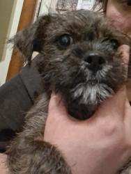 Lost Male Dog last seen Fairview ave Hamilton ohio , Hamilton, OH 45015