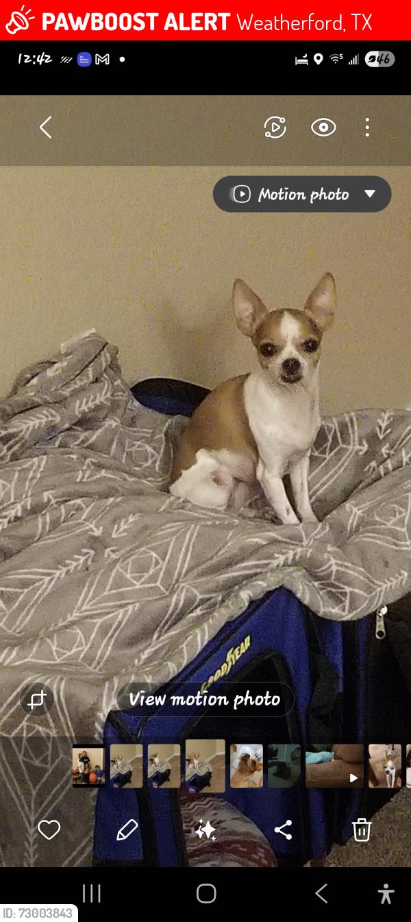 Lost Female Dog last seen W Bridge weatherford, Weatherford, TX 76086