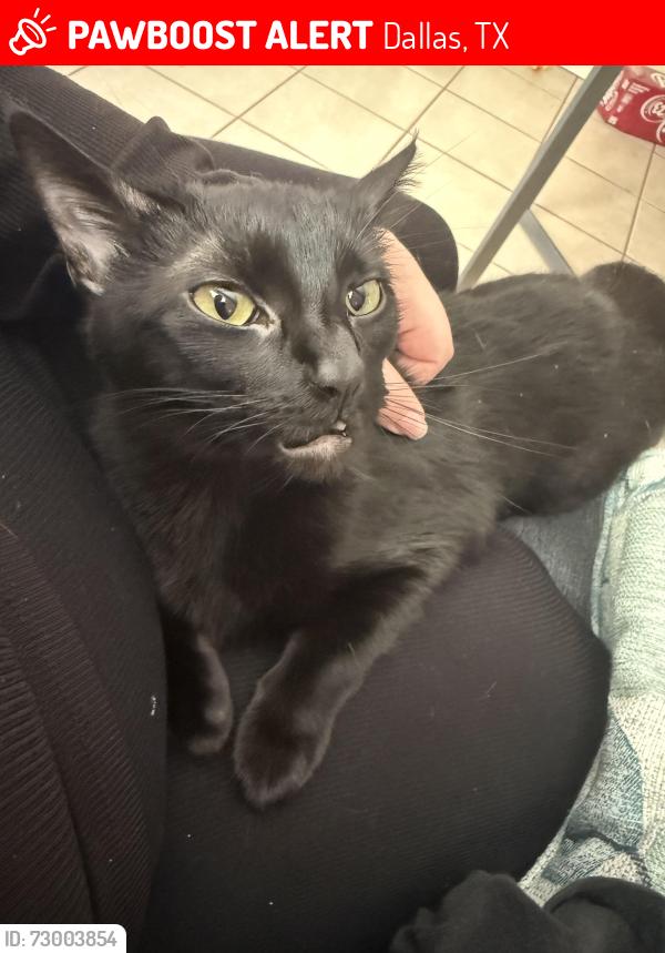 Lost Female Cat last seen Irwindell street between Marshalldell and Barnett, Dallas, TX 75211