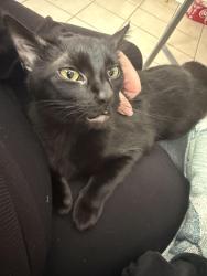 Lost Female Cat last seen Irwindell street between Marshalldell and Barnett, Dallas, TX 75211