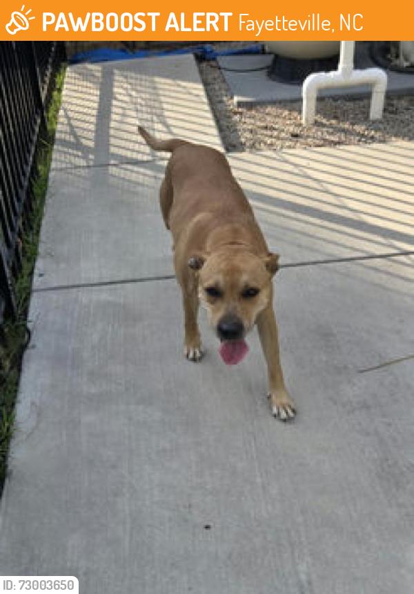Found/Stray Female Dog last seen The Lakes, Fayetteville, NC, USA, Fayetteville, NC 28314
