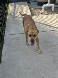 Found/Stray Female Dog last seen The Lakes, Fayetteville, NC, USA, Fayetteville, NC 28314