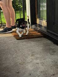 Reunited Male Dog last seen 85th and Lafayette , Omaha, NE 68114