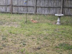 Found/Stray Male Cat last seen Over rd, Spring Lake, NC 28390