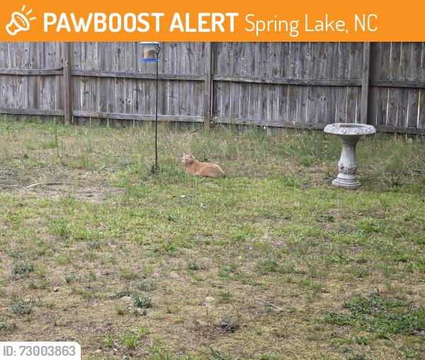 Found/Stray Male Cat last seen Over rd, Spring Lake, NC 28390