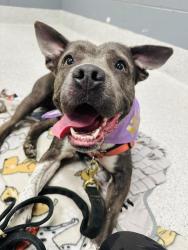 Shelter Stray Female Dog last seen Near BLOCK CAPITAL CIR SW, TALLAHASSEE FL 32304, 1125 Easterwood Dr, Tallahassee, FL 32311, USA