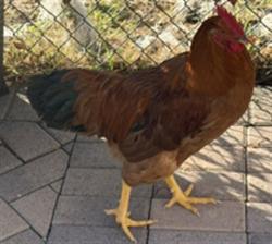 Shelter Stray Male Bird last seen , 11361 W Pico Blvd, Los Angeles, CA 90064, USA