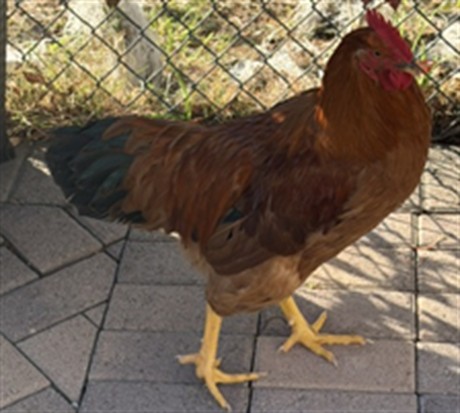 Shelter Stray Male Bird last seen , 11361 W Pico Blvd, Los Angeles, CA 90064, USA