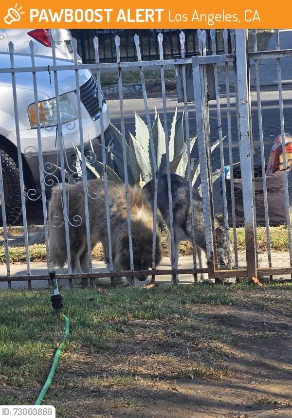 Found/Stray Unknown Dog last seen San Pedro and main, Los Angeles, CA 90061