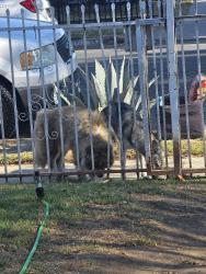 Found/Stray Unknown Dog last seen San Pedro and main, Los Angeles, CA 90061