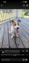 Found/Stray Male Dog last seen Between Fayetteville rd, Durham, NC 27713
