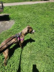Shelter Stray Female Dog last seen Near , 2600 S Harding St, Indianapolis, IN 46221, USA