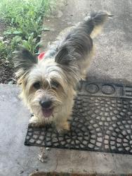 Found/Stray Male Dog last seen Rockmoor , Edgecliff Village, TX 76134
