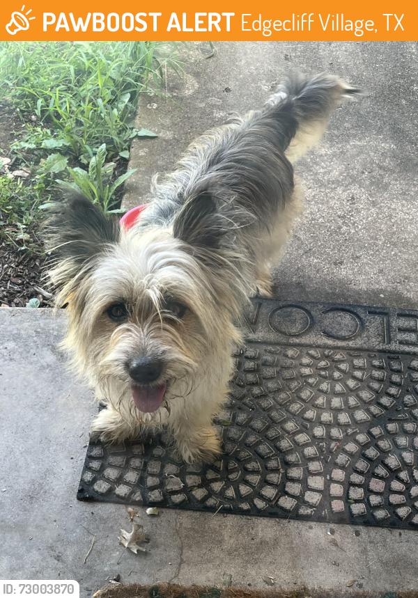 Found/Stray Male Dog last seen Rockmoor , Edgecliff Village, TX 76134
