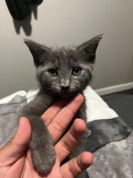 Lost Female Cat last seen Near west Jackson , Pensacola, FL 32506