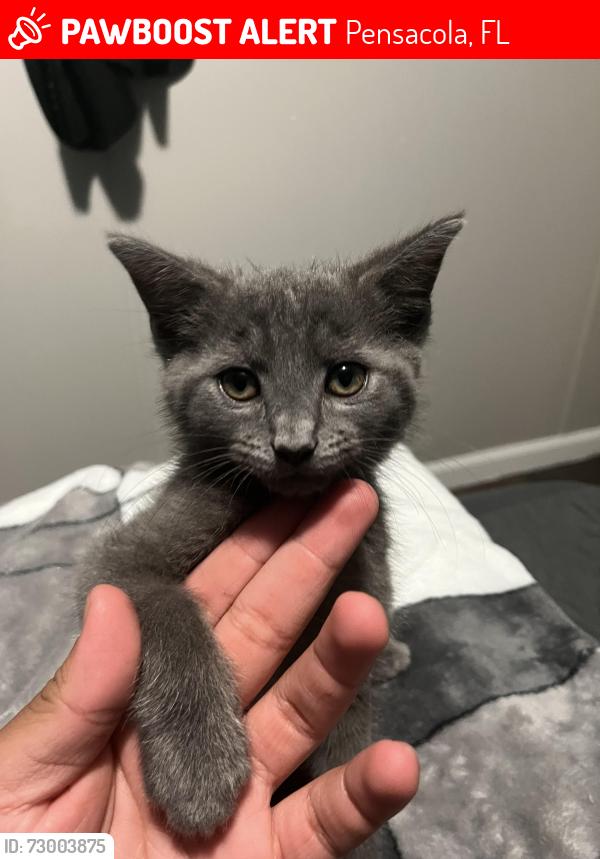 Lost Female Cat last seen Near west Jackson , Pensacola, FL 32506