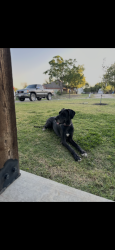 Reunited Female Dog last seen At home , Fort Worth, TX 76106
